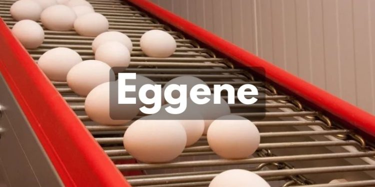 Eggene