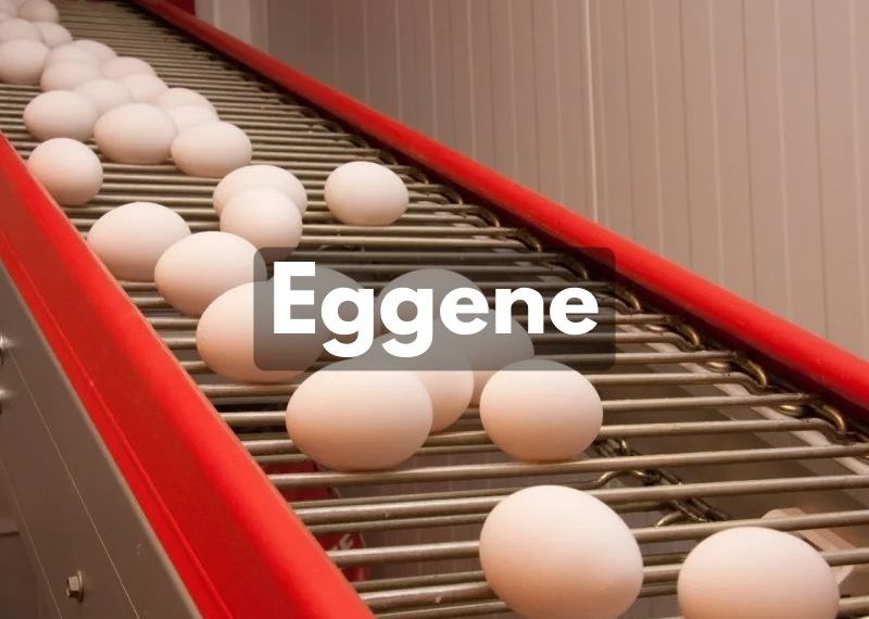 Eggene